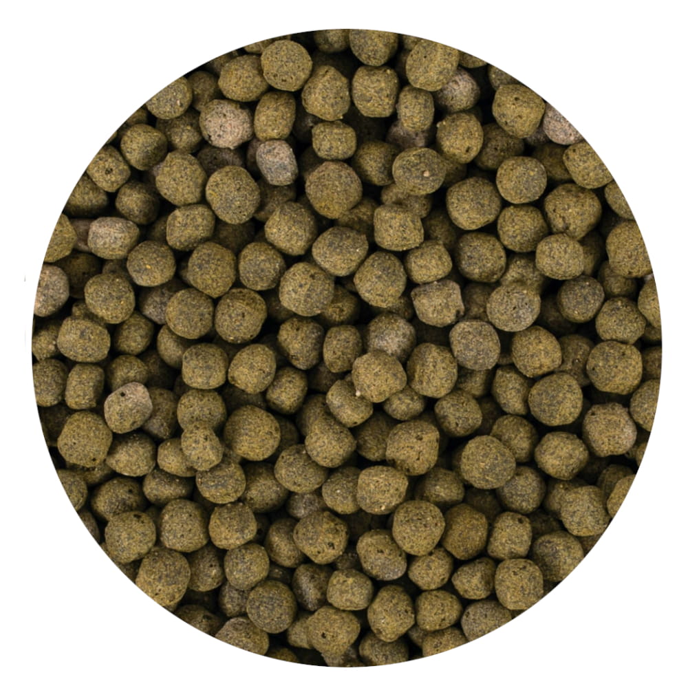 Koi spirulina pellet L .jpg